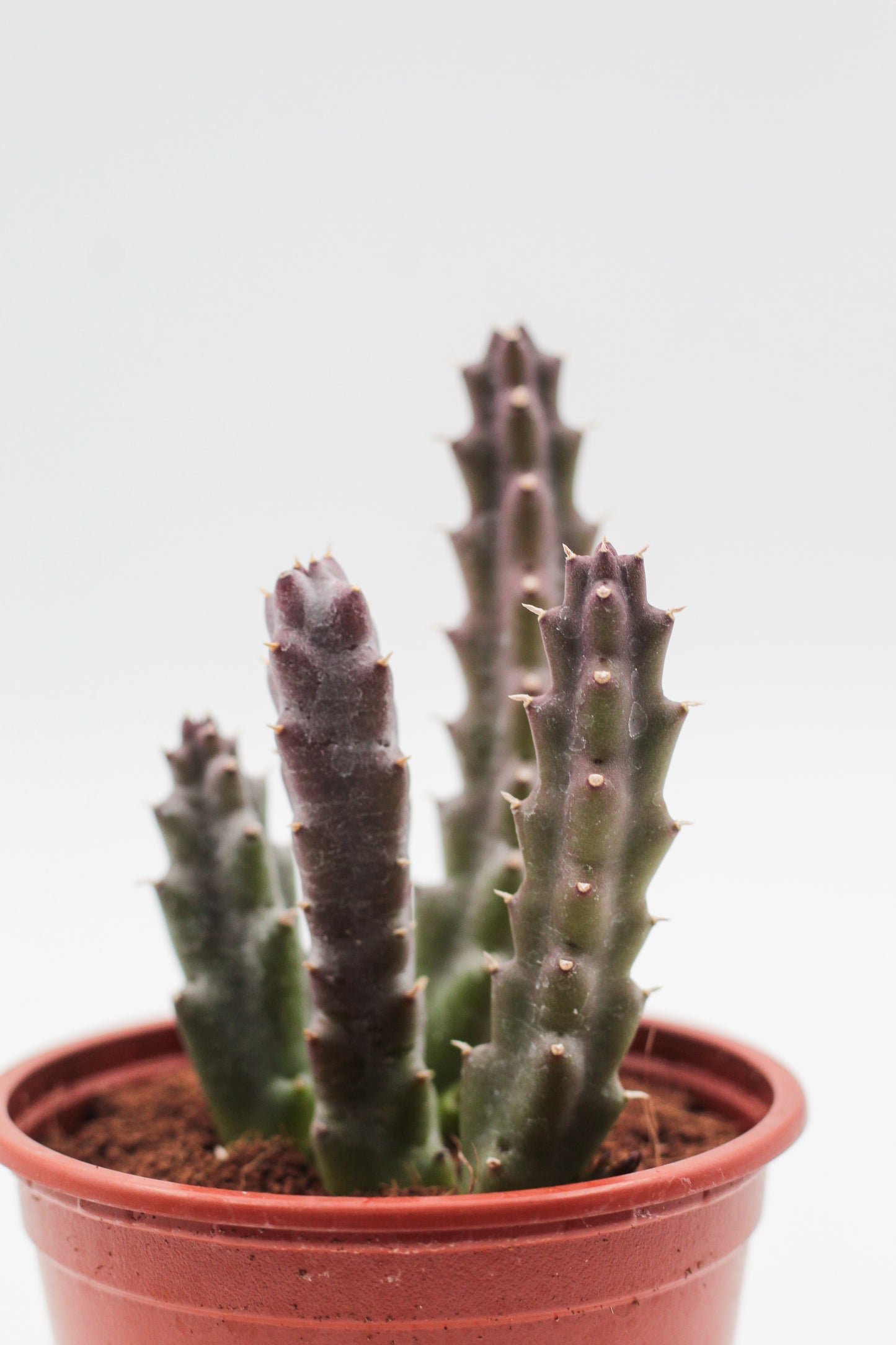 Orbea Schinzii var. angolensis (Stapelia)