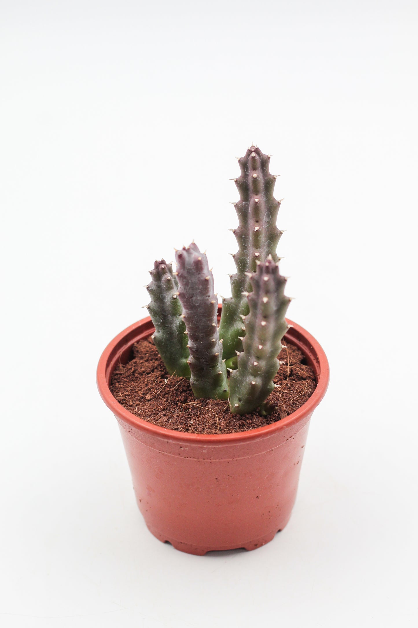 Orbea Schinzii var. angolensis (Stapelia)