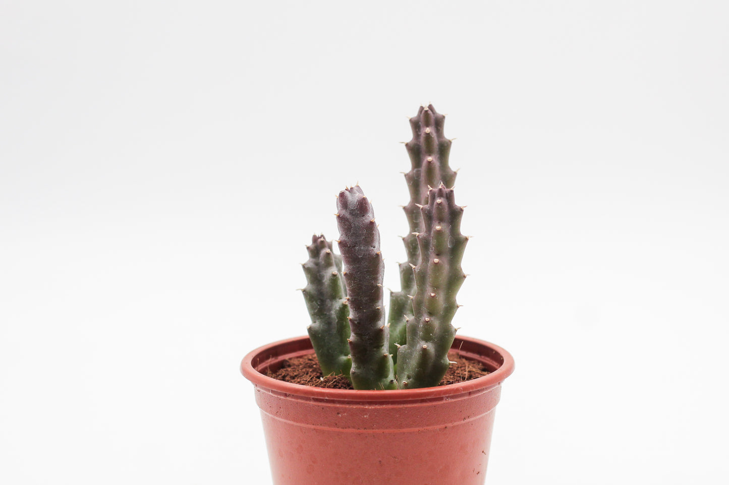 Orbea Schinzii var. angolensis (Stapelia)