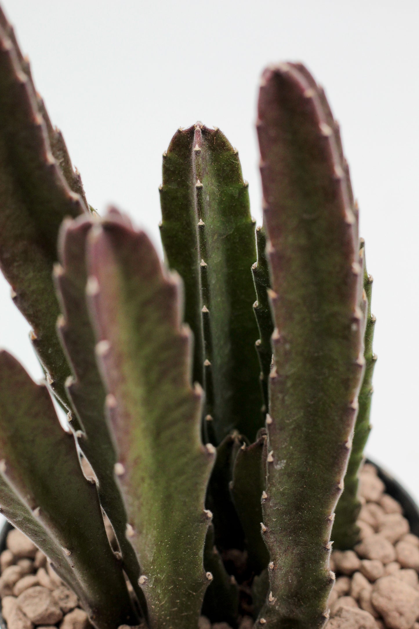 Orbea Gigantea (Stapelia)