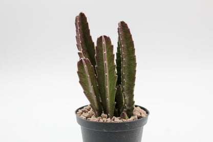 Orbea Gigantea (Stapelia)