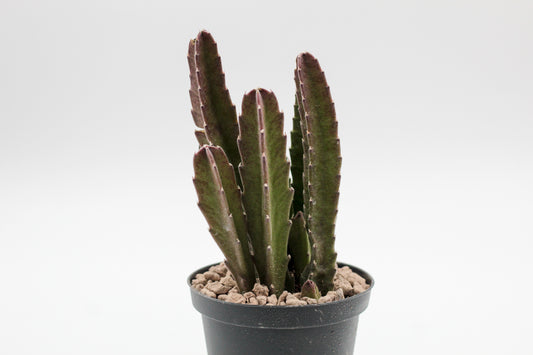 Orbea Gigantea (Stapelia)