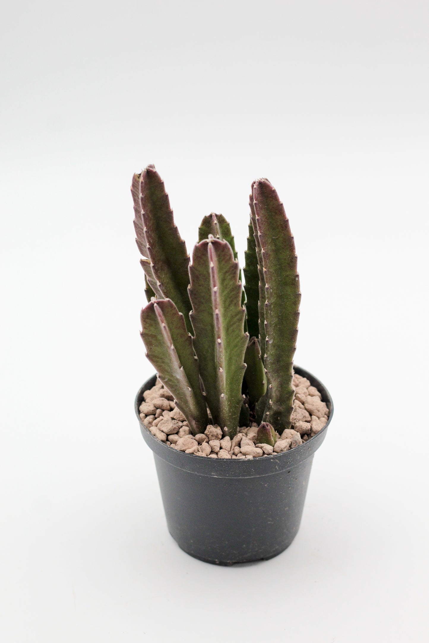 Orbea Gigantea (Stapelia)