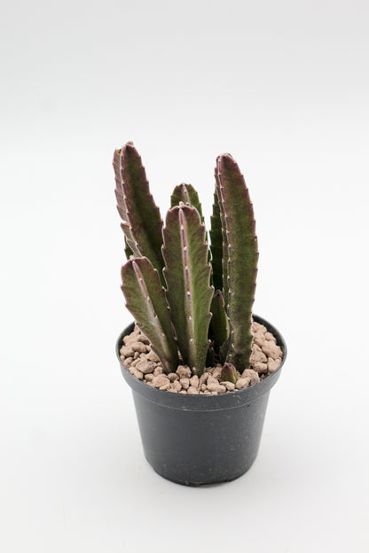 Orbea Gigantea (Stapelia)