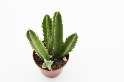 Orbea Leendertziae (Stapelia)