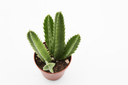 Orbea Leendertziae (Stapelia)