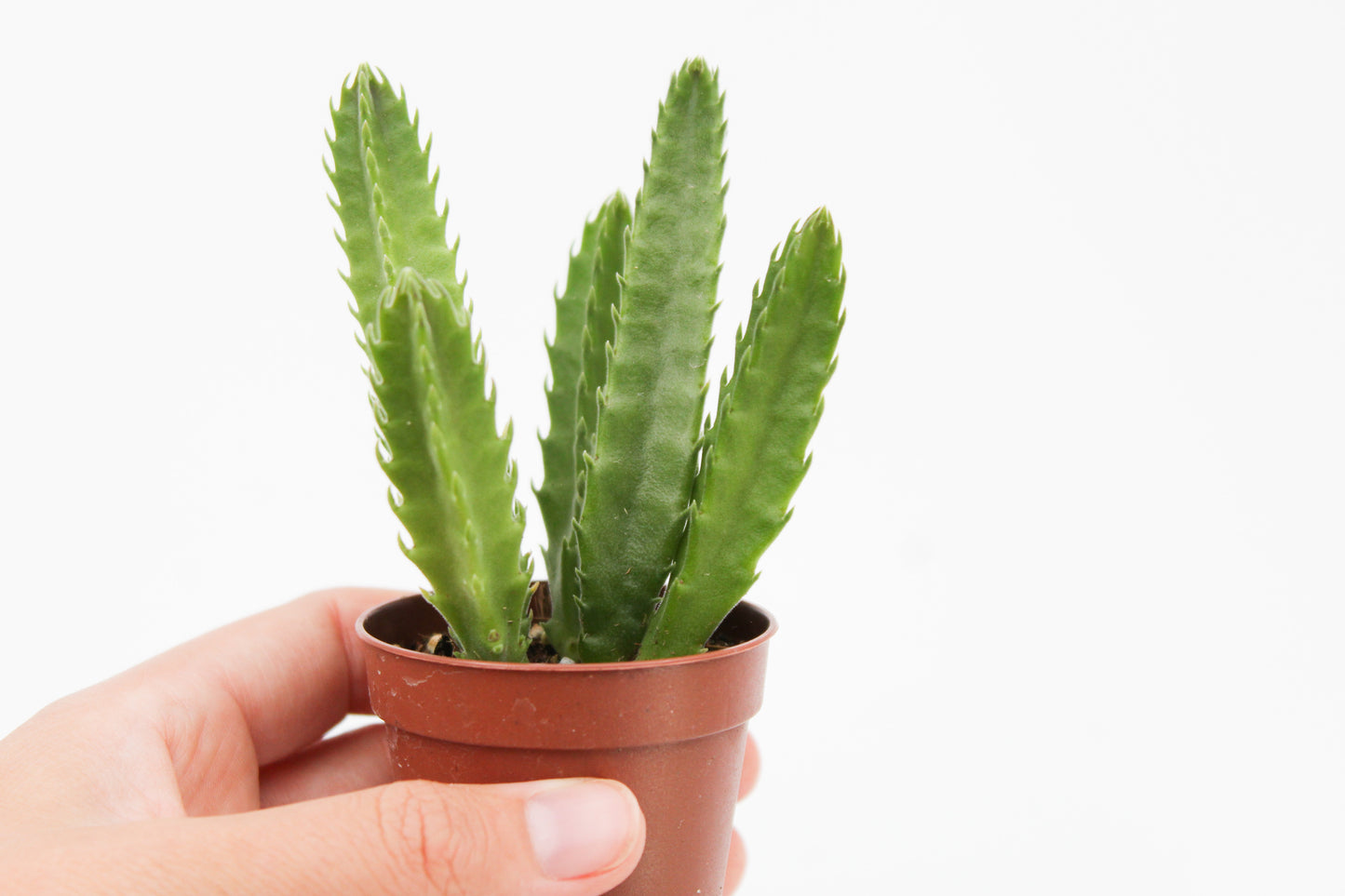 Orbea Leendertziae (Stapelia)