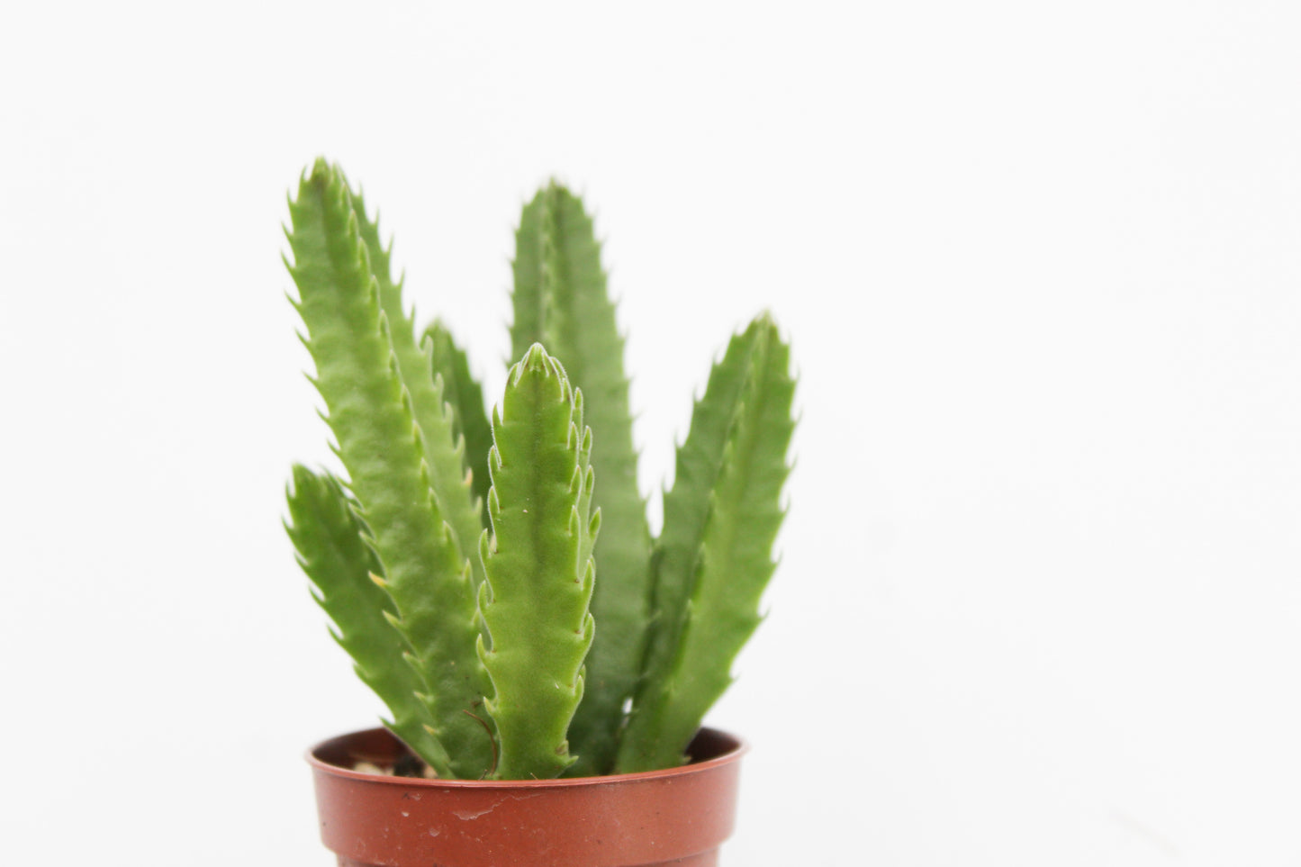Orbea Leendertziae (Stapelia)