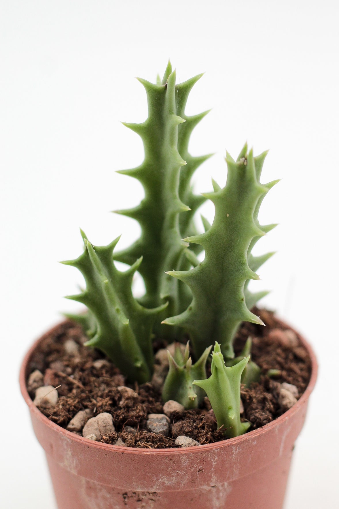 Orbea carnosa