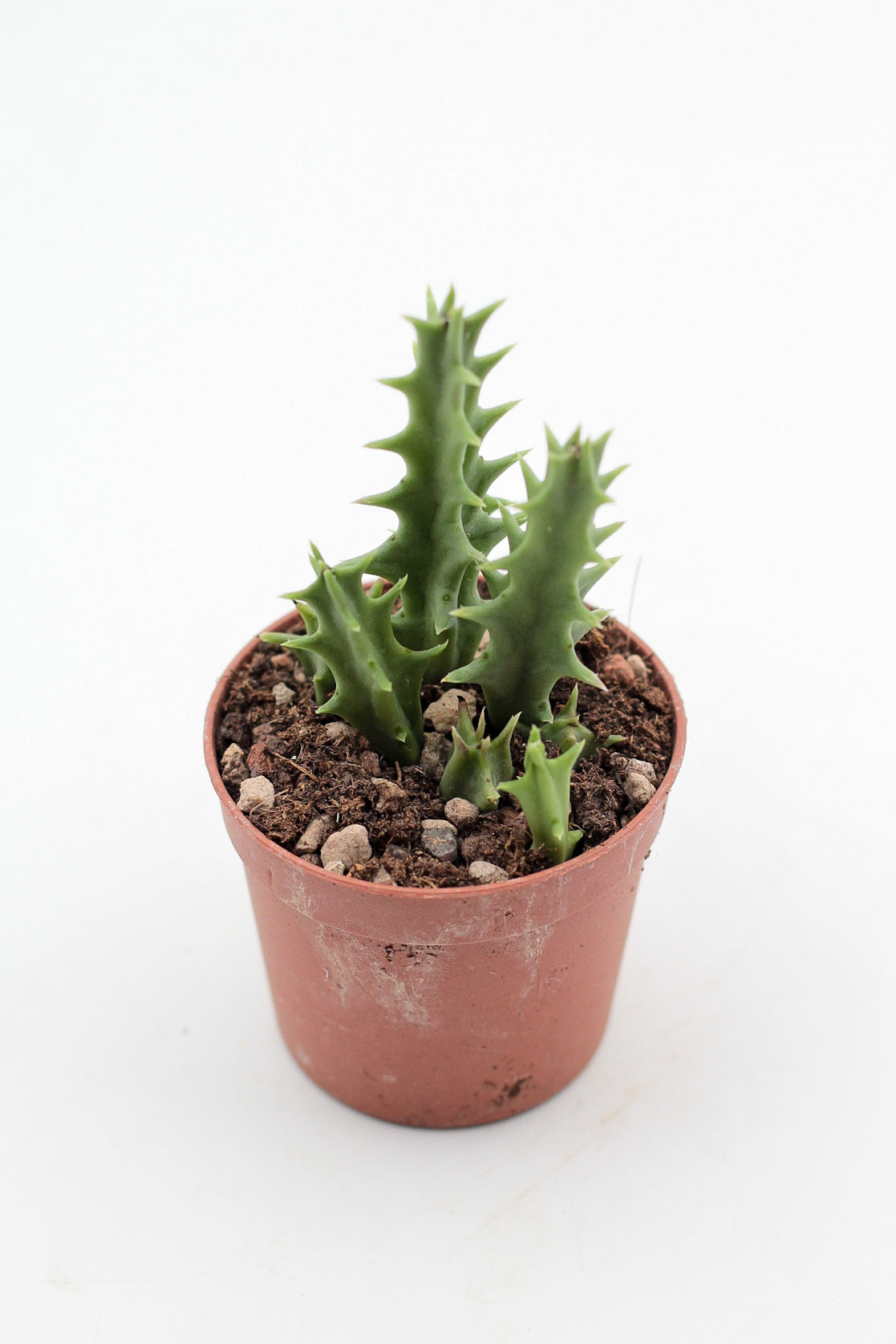 Orbea carnosa