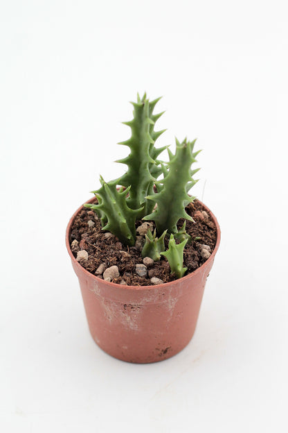 Orbea carnosa