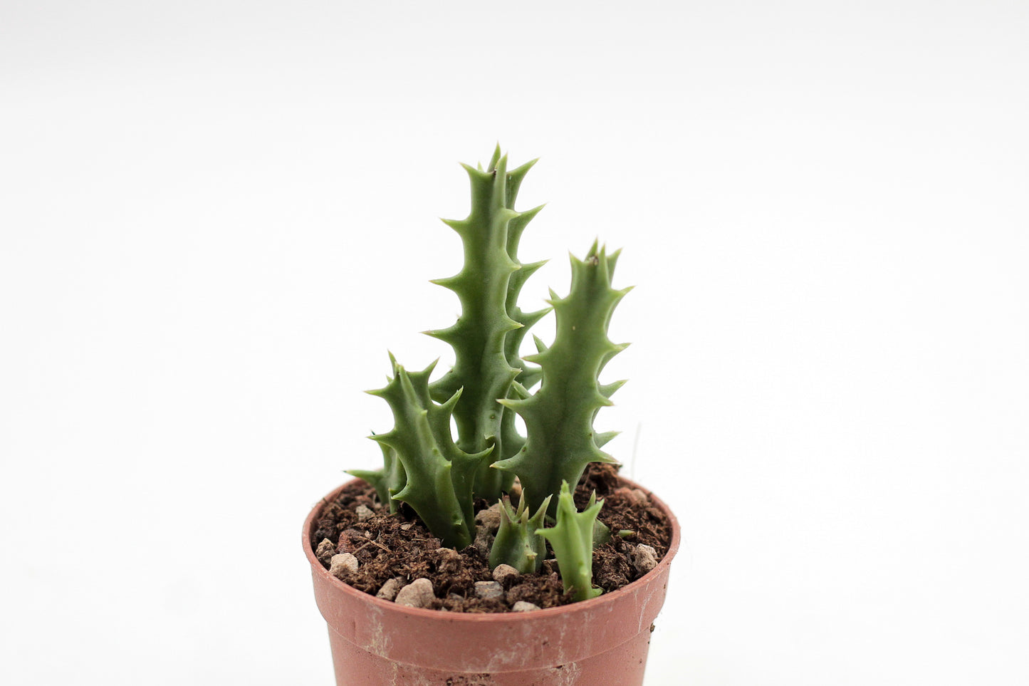 Orbea carnosa