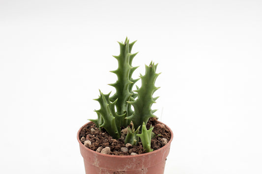 Orbea carnosa