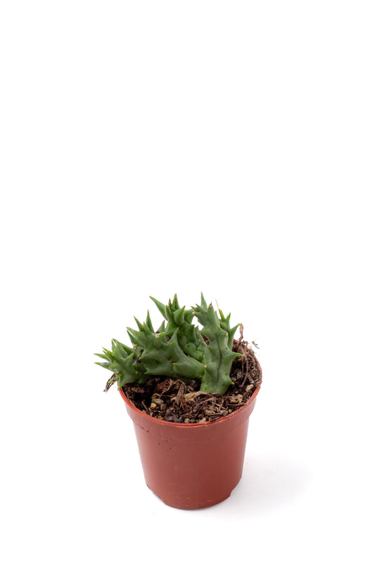 Orbea halipedicola (Stapelia)