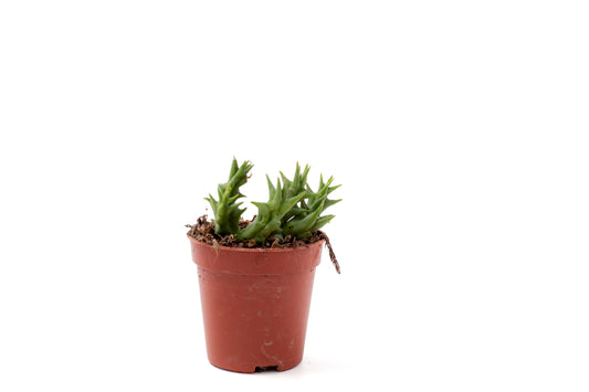 Orbea halipedicola (Stapelia)