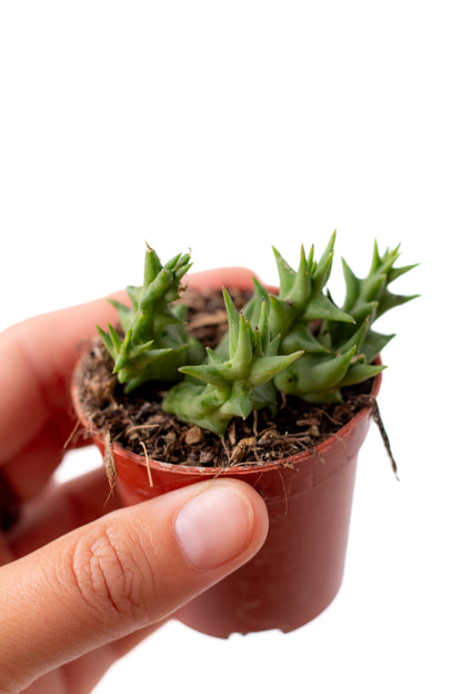 Orbea halipedicola (Stapelia)