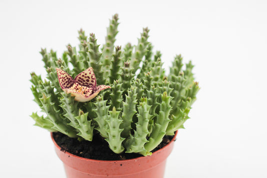Orbea Variegata (Stapelia)