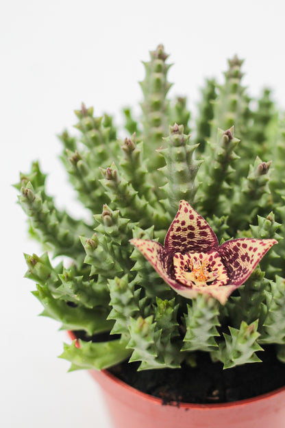 Orbea Variegata (Stapelia)