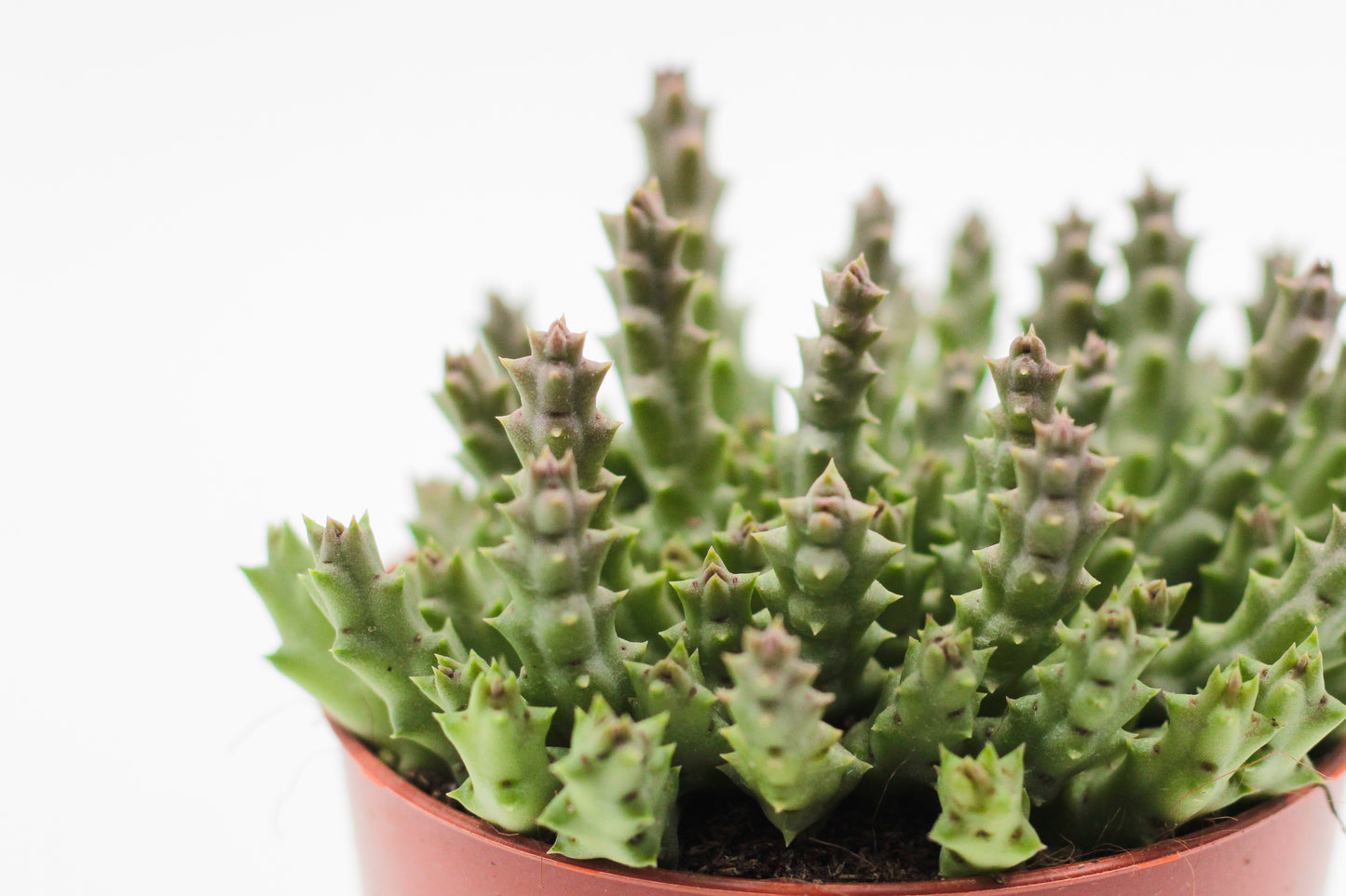 Orbea Variegata (Stapelia)