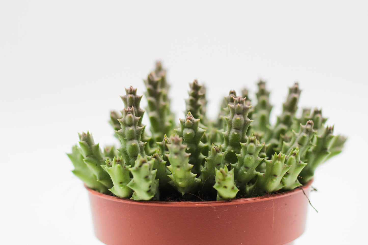 Orbea Variegata (Stapelia)