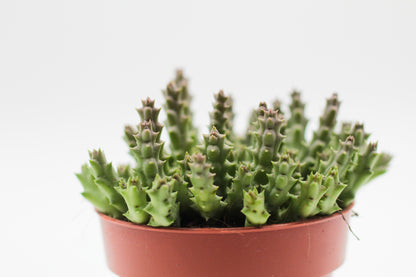 Orbea Variegata (Stapelia)