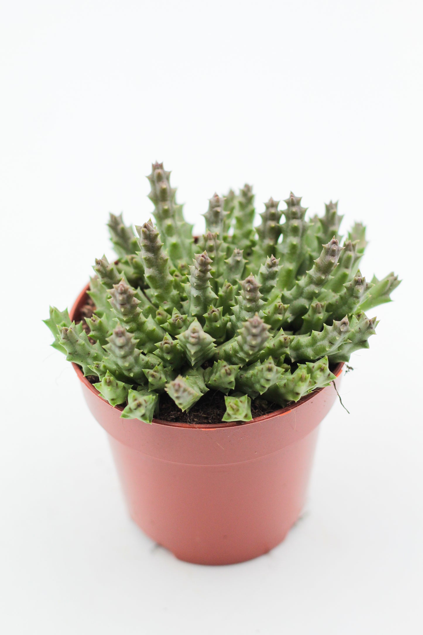 Orbea Variegata (Stapelia)