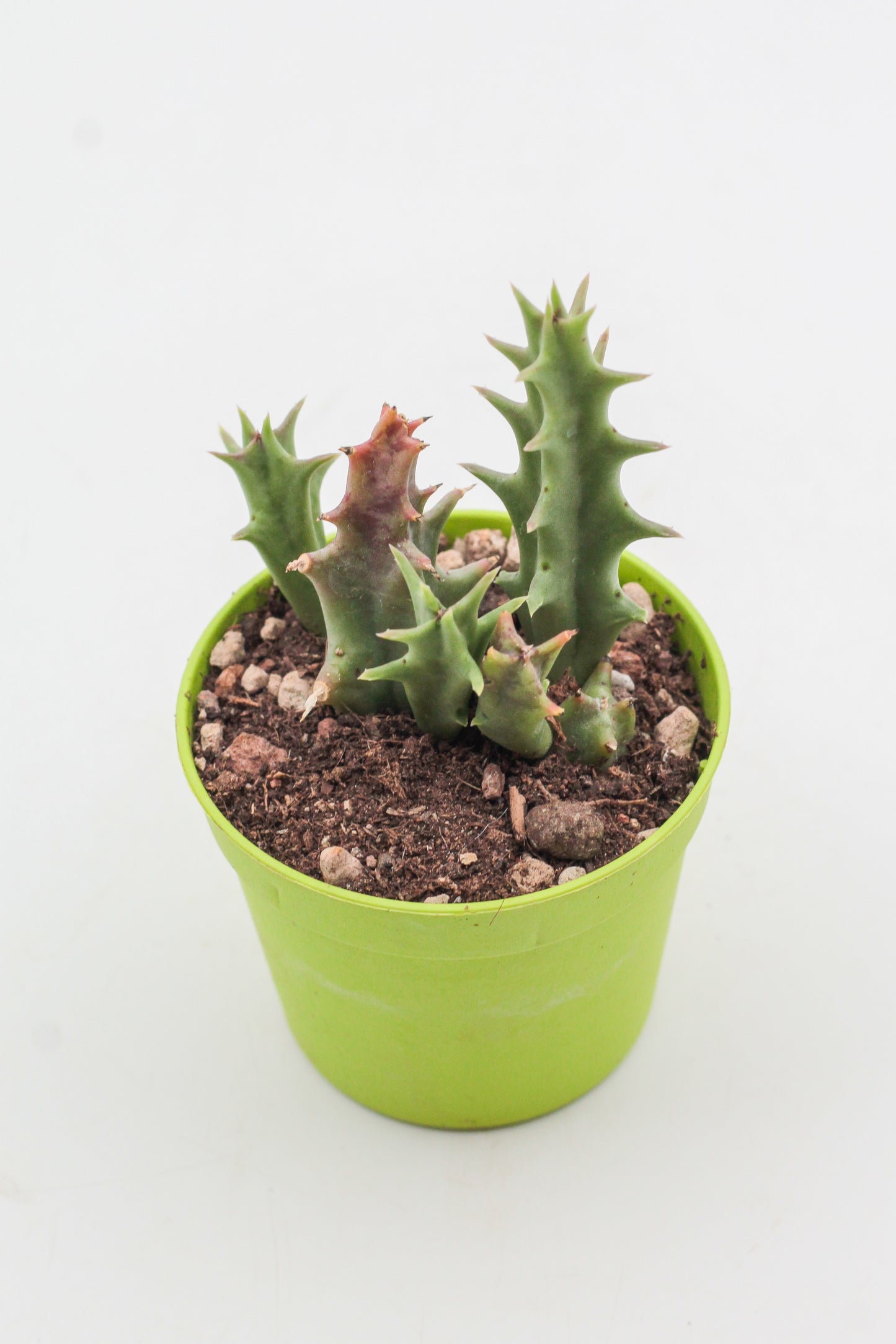 Orbea carnosa