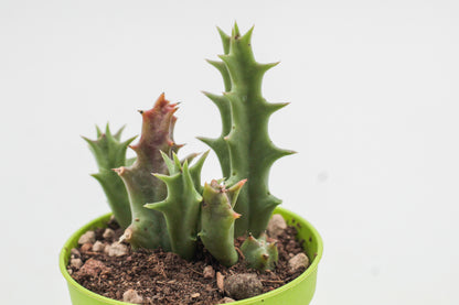 Orbea carnosa