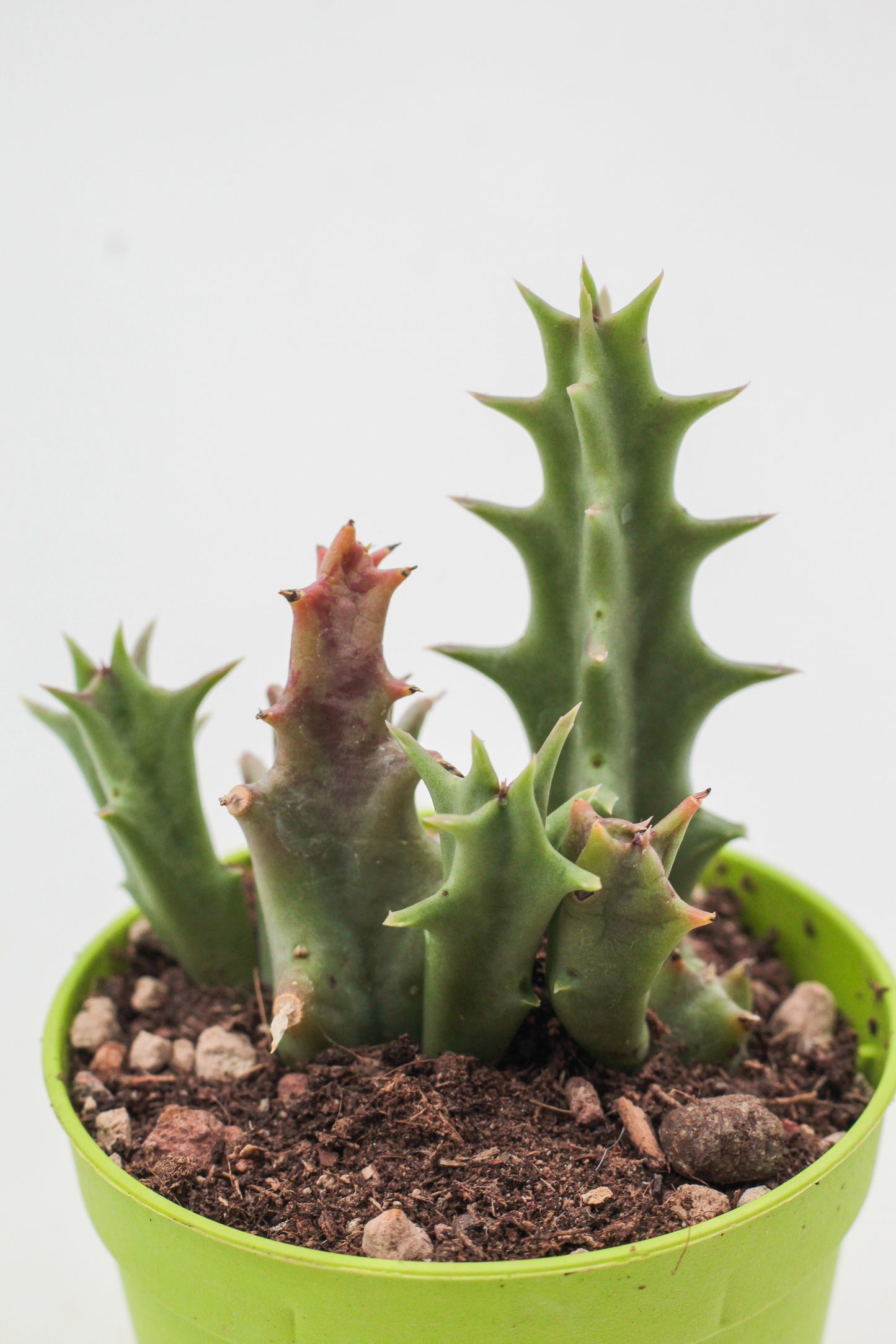 Orbea carnosa