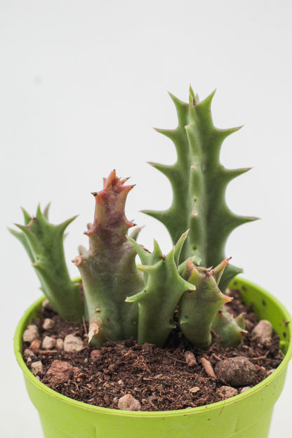 Orbea carnosa
