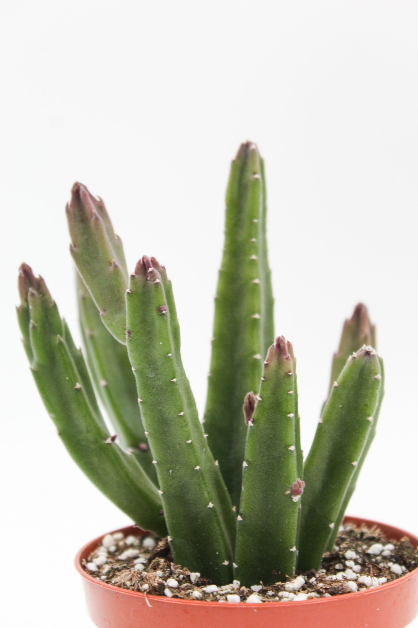 Orbea grandiflora (Stapelia)