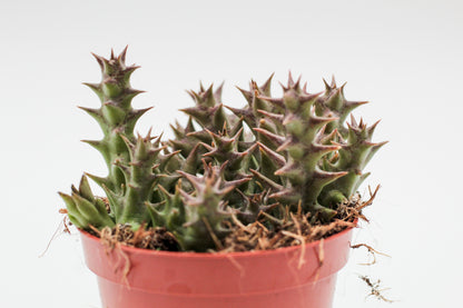 Orbea halipedicola (Stapelia)