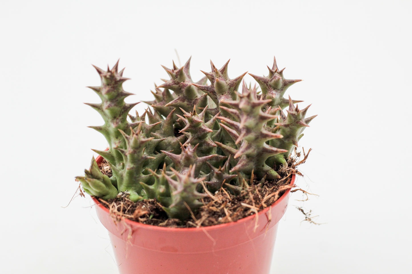 Orbea halipedicola (Stapelia)