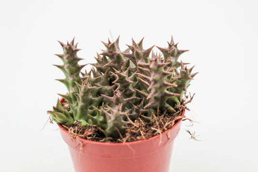 Orbea halipedicola (Stapelia)