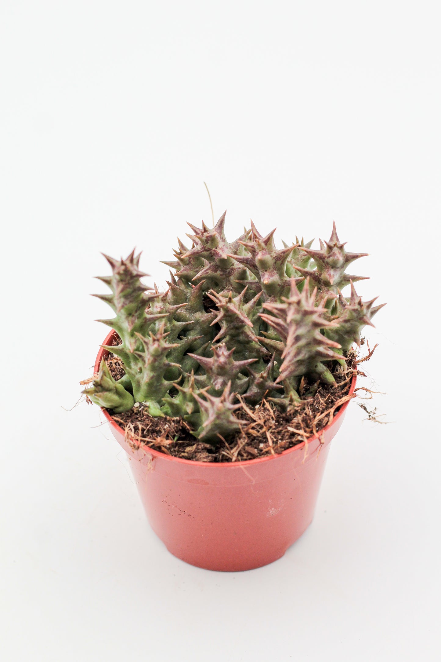 Orbea halipedicola (Stapelia)