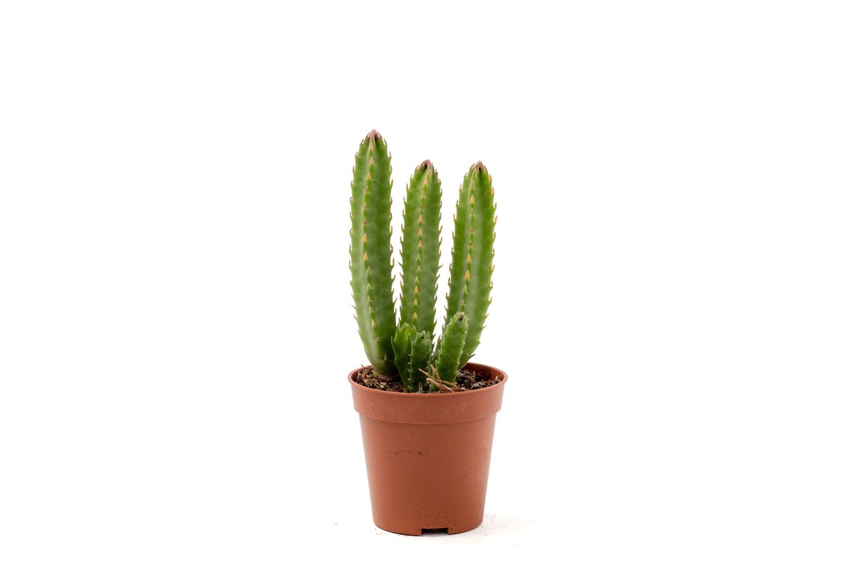 Orbea hirsuta (Stapelia)