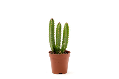 Orbea hirsuta (Stapelia)