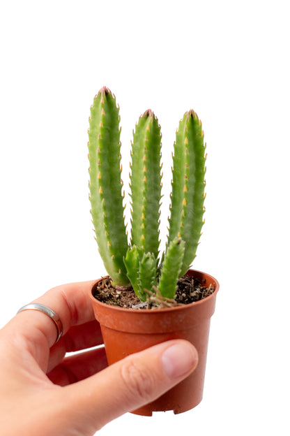 Orbea hirsuta (Stapelia)