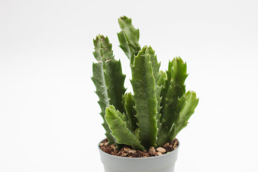 Orbea hirsuta (Stapelia)