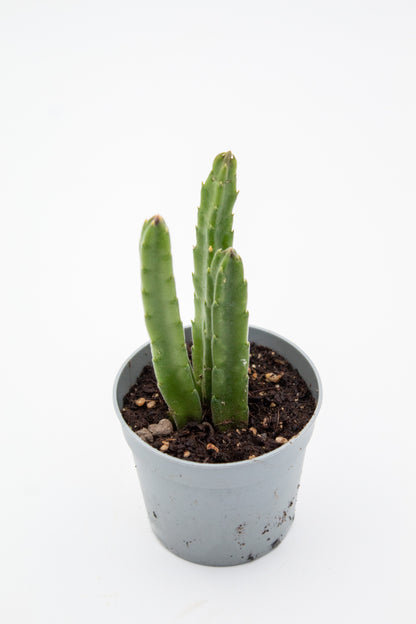 Orbea hirsuta (Stapelia)