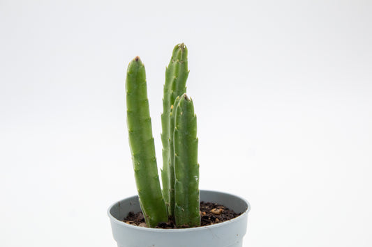 Orbea hirsuta (Stapelia)