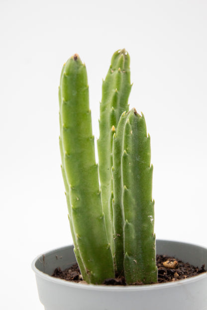 Orbea hirsuta (Stapelia)