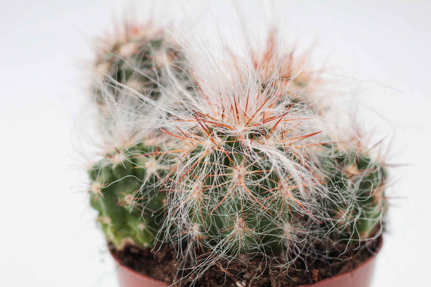 Oreocereus Celsianus