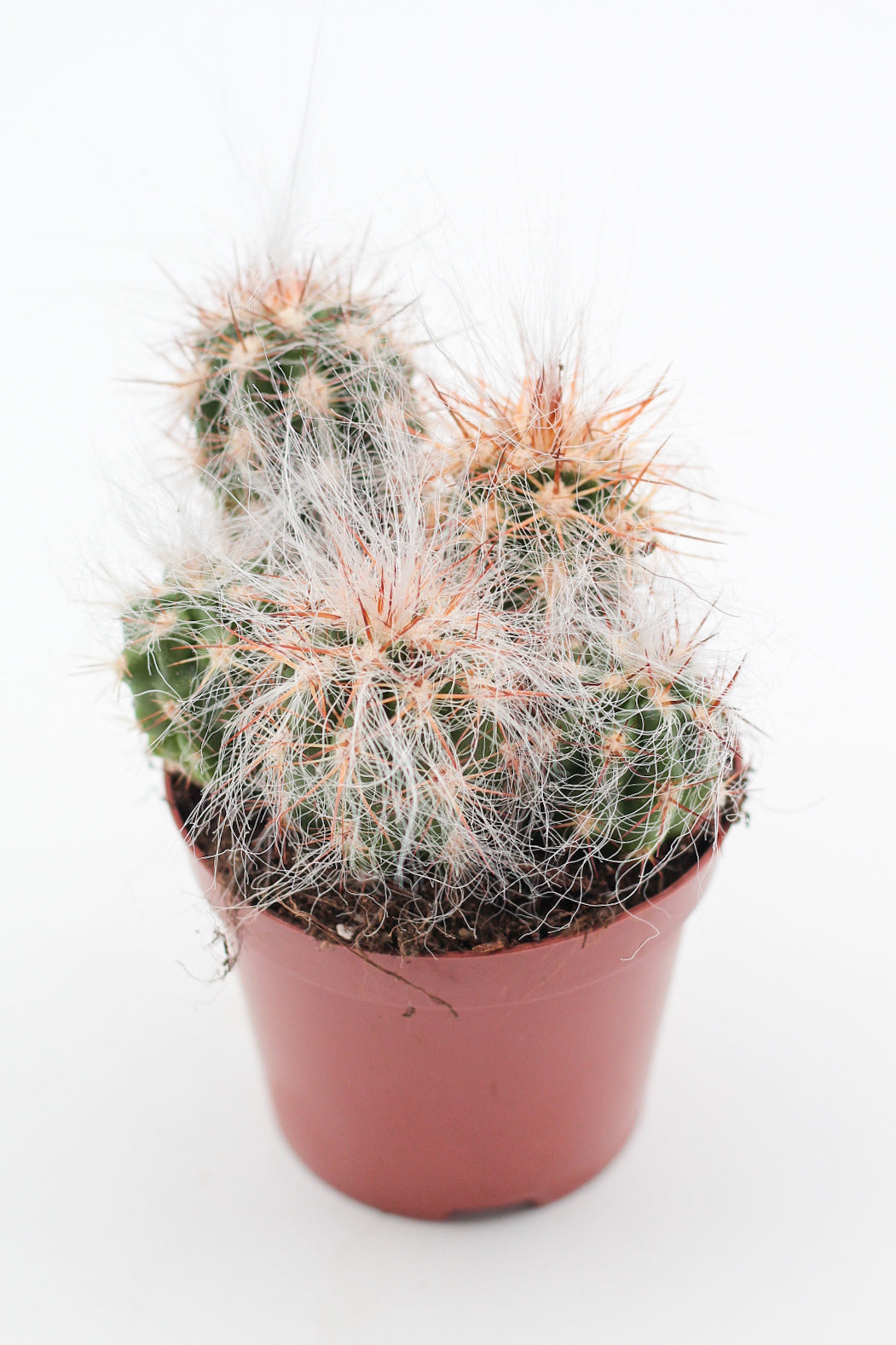 Oreocereus Celsianus