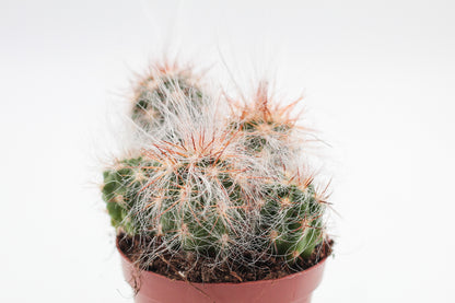 Oreocereus Celsianus