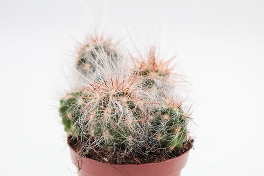 Oreocereus Celsianus