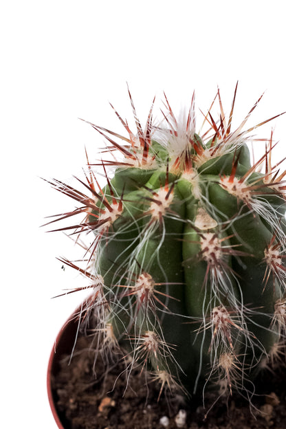 Oreocereus celsianus