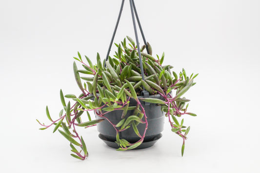 Othonna capensis "Ruby Necklace" (Senecio herreianus Purple Flush)