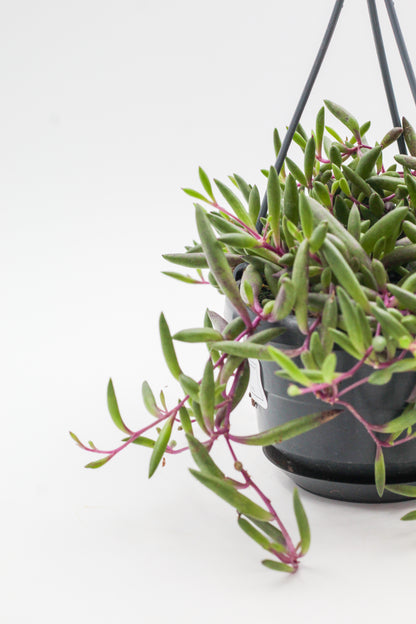 Othonna capensis "Ruby Necklace" (Senecio herreianus Purple Flush)