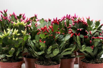 Rhipsalidopsis gaertneri - paascactus met mix met verschillende kleuren bloemen